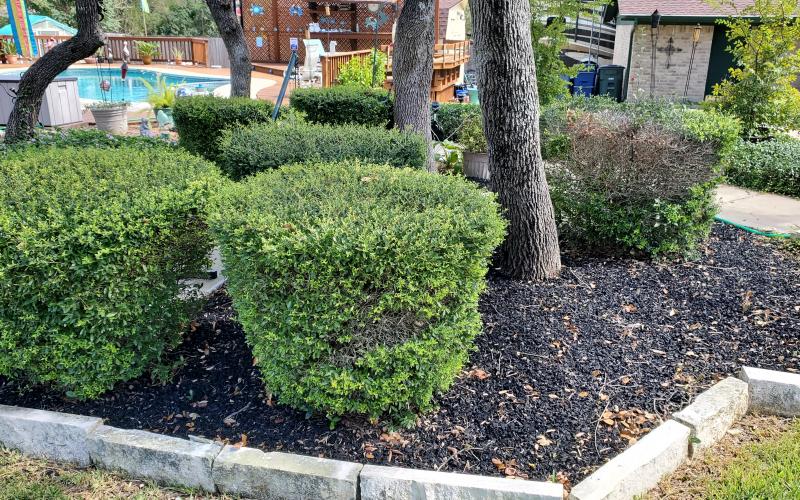 Black Rubber Mulch Poolside Landscaping