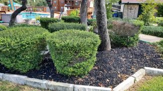 Black Rubber Mulch Poolside Landscaping